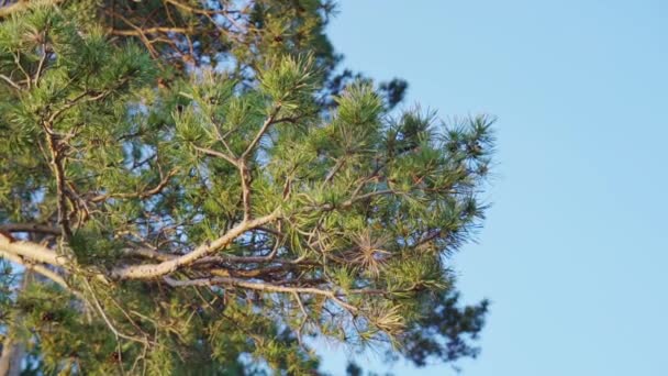 Ветвь сосны на фоне голубого неба — стоковое видео