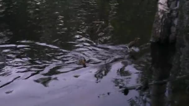 アヒルの子は、池で泳いでいます。 — ストック動画