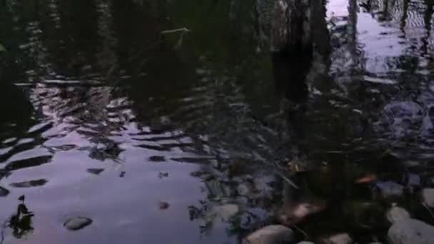 Patrulhas estão nadando na lagoa — Vídeo de Stock