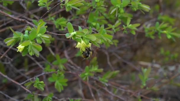 Ramos de madressilva em uma primavera no jardim — Vídeo de Stock