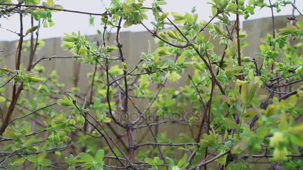 Ramas de madreselva en un manantial en el jardín, una flor polinizada por un abejorro — Vídeo de stock