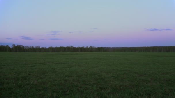 Campo verde sobre un fondo de rosa-púrpura puesta de sol . — Vídeo de stock