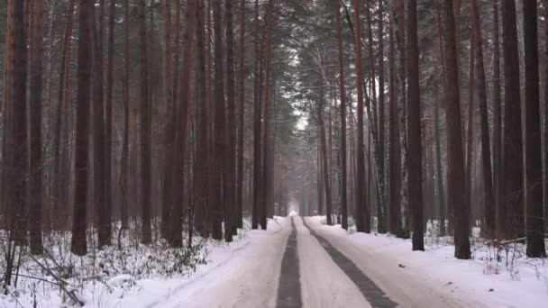 Estrada Floresta Pinheiros Inverno Cena Dia — Vídeo de Stock