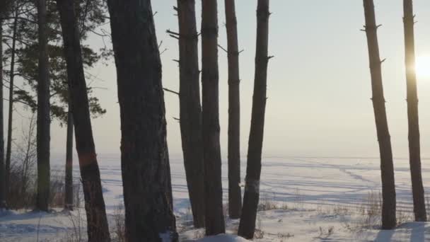 Fák Háttérben Egy Havas Mezőben Elhagyja Láthatáron — Stock videók