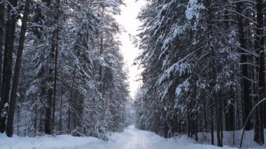 yol karla kaplı Kış ormanı