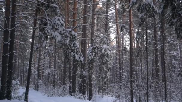 Pini Innevati Nella Foresta Invernale Della Siberia — Video Stock