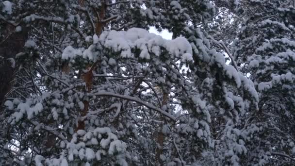 Gros plan sur la forêt hivernale. Branches de pin couvertes de neige .