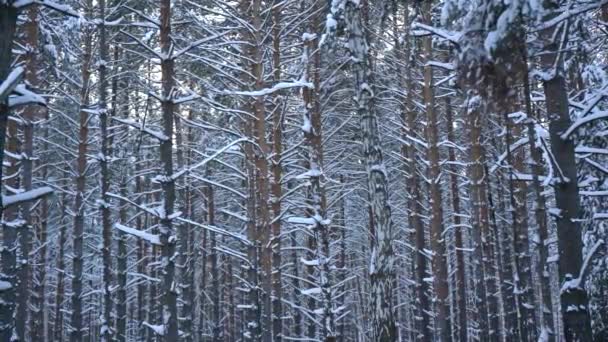 Сосна Вкрита Снігом Зимовому Лісі — стокове відео