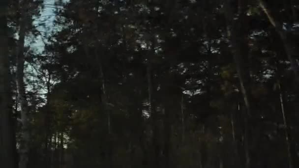 車の窓からのフォレスト ビュー — ストック動画