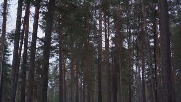 소나무 숲에서 바람에 흔들리는 천천히 있습니다 바닥에서 파노라마 — 비디오