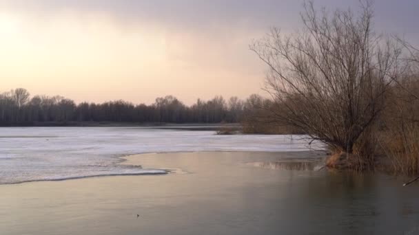 Flod Våren Vid Solnedgången — Stockvideo