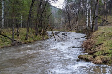 yağmurlu bir günde ormanında tepelik bankalarla dağ nehir