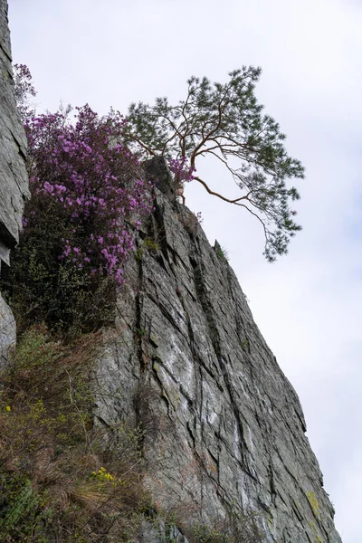ピンクの花と青空の崖の端上のツリー — ストック写真