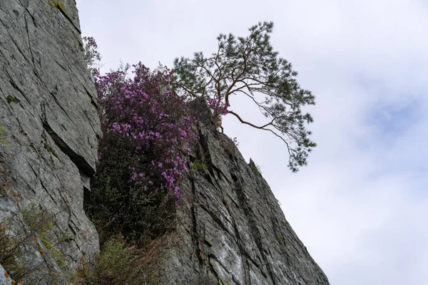 ピンクの花と青空の崖の端上のツリー — ストック写真