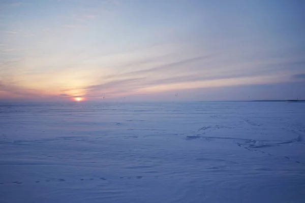 Snowy Veld Sneeuw Kiteboarders Tegen Achtergrond Van Een Prachtige Zonsondergang — Stockfoto