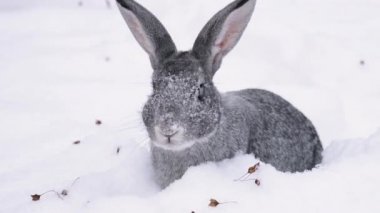 Gri bir tavşan yiyecek aramak için karı eşeliyor..