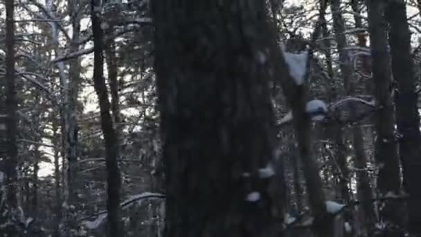 Rij Langs Een Dennenbos Zon Schijnt Door Takken Van Bomen — Stockvideo