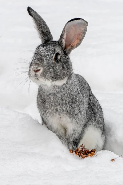 Gray Rabbit Snow Close — Stock Photo, Image