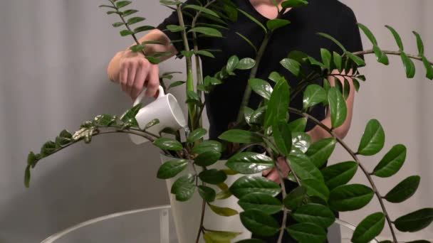 Egy Férfi Öntözi Házi Növényt Közelről — Stock videók