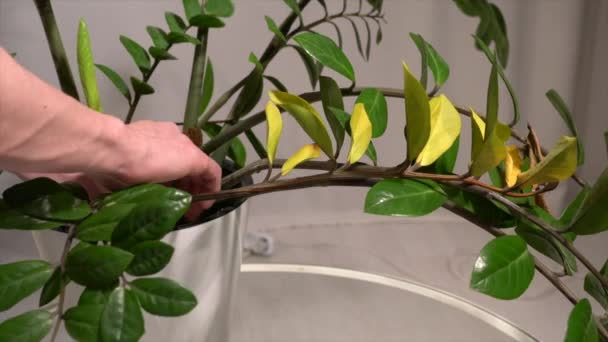手从室内植物干枯的黄枝上拔下 — 图库视频影像