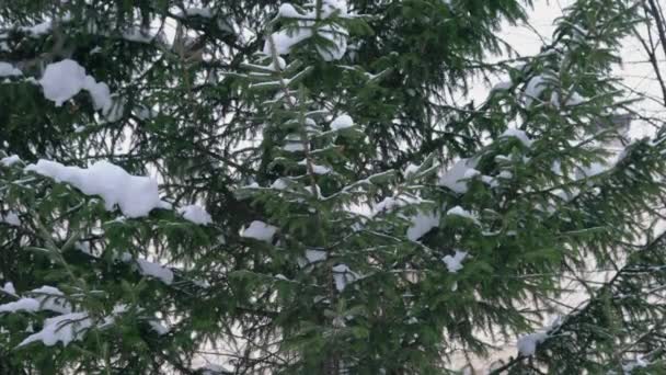 Gałęzie Świerku Zbliżenie Opady Śniegu — Wideo stockowe