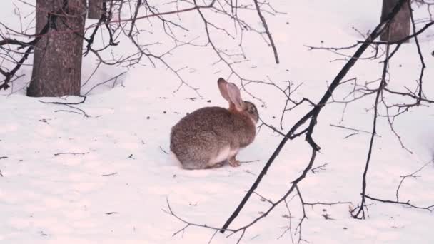 雪の中の木の下の灰色のウサギ — ストック動画