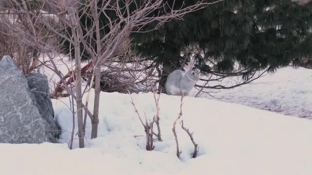 雪地里的树下灰兔 — 图库视频影像