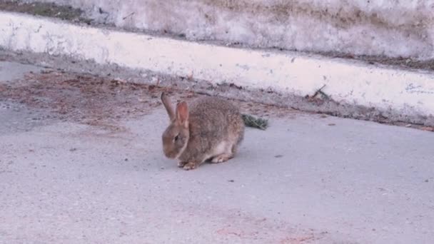 Graues Kaninchen Straßenrand Bordstein — Stockvideo