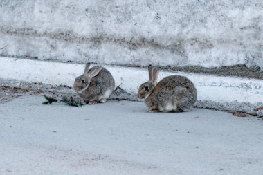 Yol kenarındaki tavşanlar.