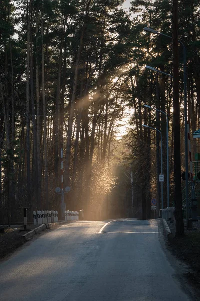 Işık Işınları Ormandan Geçen Bir Demiryolunu Aydınlatıyor Manzarada Güzel Bir — Stok fotoğraf
