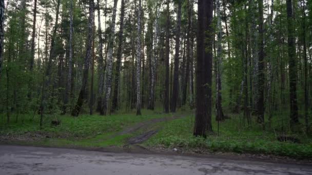 Bosque Con Camino Sucio Abedules — Vídeos de Stock