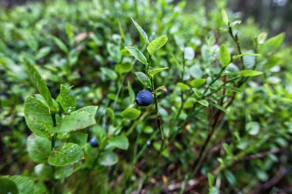 Blueberry branch in field — Stock Photo, Image