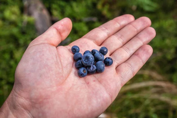 Blueberry branch in hand — Stock Photo, Image