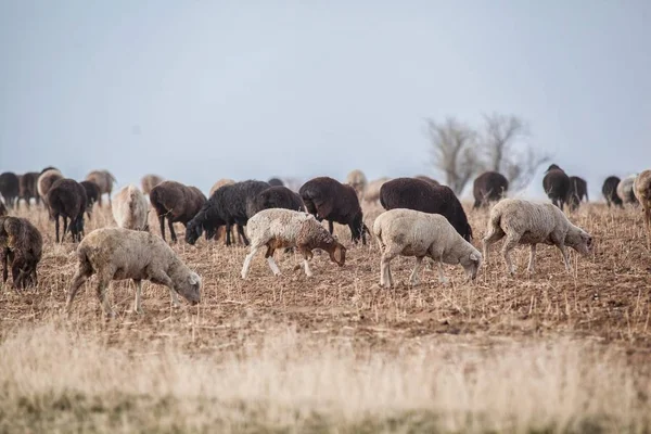 Herd of sheep in the steppe — Stock Photo, Image