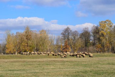 Bir koyun sürüsü.