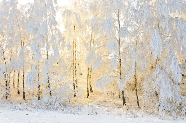 Sun rays behind the birch with hoarfrost — Stock Photo, Image