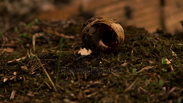 Dead Snail Floor Nature — Stock Video