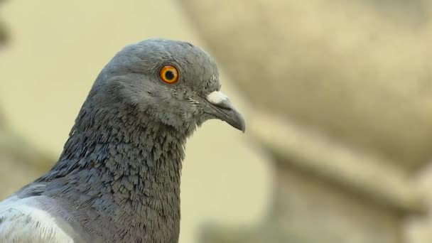 Hayvan güvercin göz merdiven — Stok video