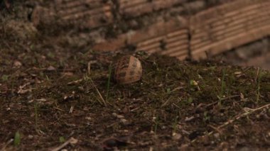 Ölü salyangoz kat doğa