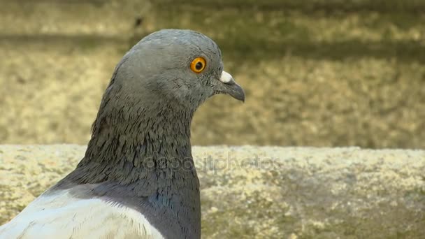 도시에서 동물 비둘기 — 비디오