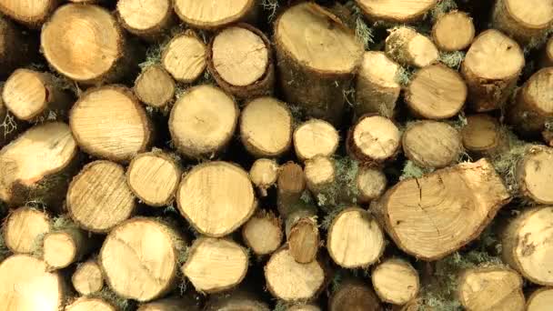 Firewood in Perfect Order — Stock Video