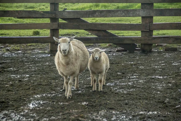 Anne koyun ve yavrusunu yan yana.