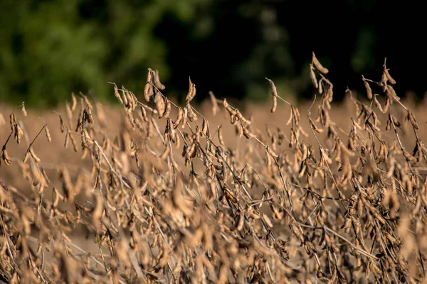 Soya ekimi ayrıntılı olarak tahıllar ile.