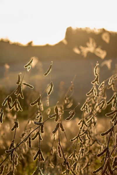 Soya ekimi ayrıntılı olarak tahıllar ile.
