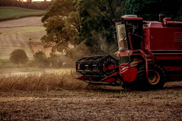 A harvester harvesting soybeans at sunset.
