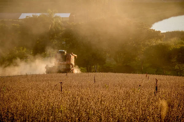 A harvester harvesting soybeans at sunset.