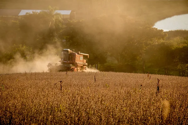 A harvester harvesting soybeans at sunset.