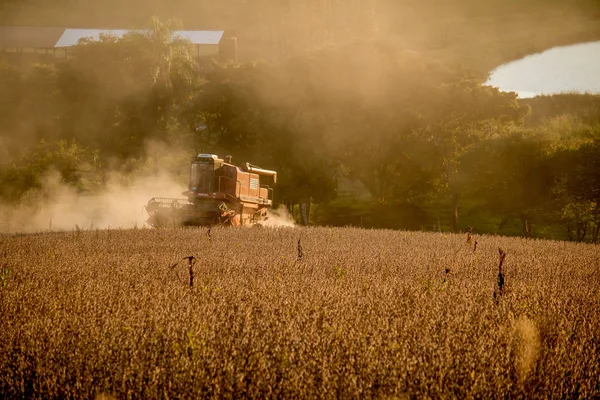 Soya fasulyesi günbatımı hasat hasat.