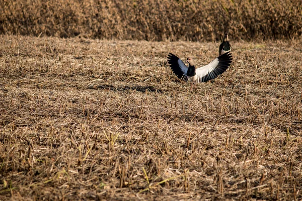 Uccelli Che Nutrono Dei Resti Del Raccolto — Foto Stock