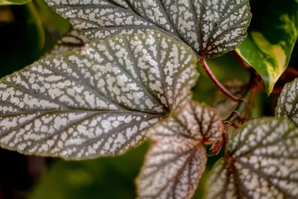 Bahçelerde sık sık özel bir deseni olan yapraklar bulunur..